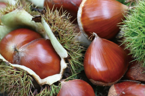chestnut.jpg